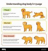 Dog body language infographic chart. Understanding dog poses that mean ...