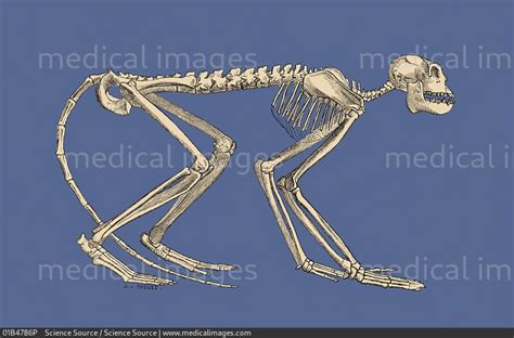 Image result for Mesopithecus vs