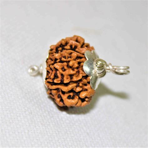 Natural 11 Mukhi Rudraksha (Nepal Origin- Collector Size) | Himalaya ...