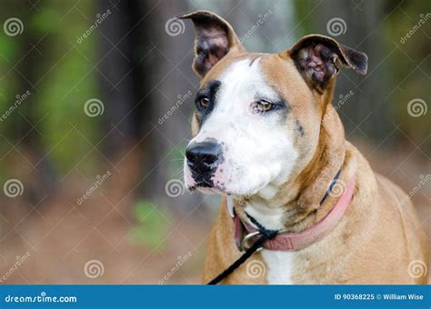 Large Mixed Breed Mastiff Shepherd Dog Stock Image - Image of society ...