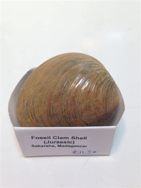 Fossil Clam Shell – Creetown Gem Rock Museum