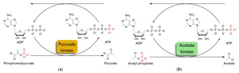 Polyphosphate Kinase from Burkholderia cenocepacia, One Enzyme ...