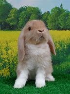 Image result for Long Hair Rabbit Breeds