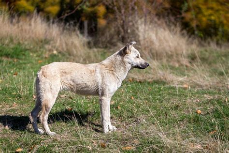 Vomiting of Blood in Dogs - Symptoms, Causes, Diagnosis, Treatment ...