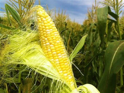 Corn(Maize):Know About Corn,Their Nutrition Facts & Benefits
