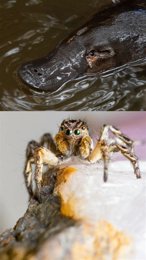 6 creatures that don’t have teeth