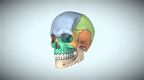 Skull For Reference - 3D model by HEC [719c274] - Sketchfab