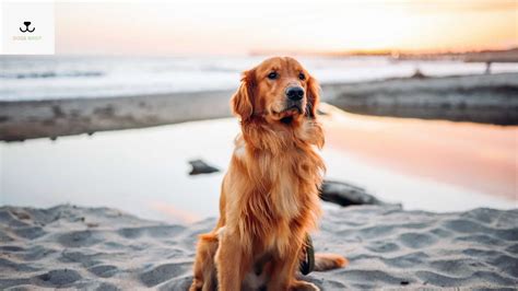 Golden Retriever Life Expectancy
