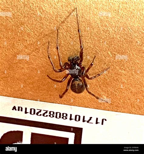 Comb-footed Spiders (Theridiidae Stock Photo - Alamy