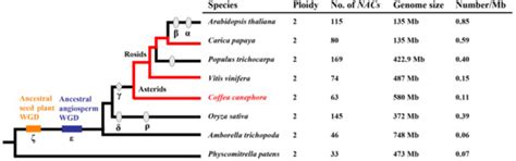 Identification and Expression Analysis of the NAC Gene Family in Coffea ...