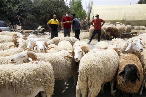 Jordan says sheep exports to Saudi Arabia resumed By IANS