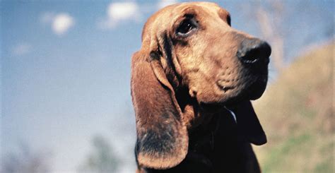 How different dog breeds rank in intelligence