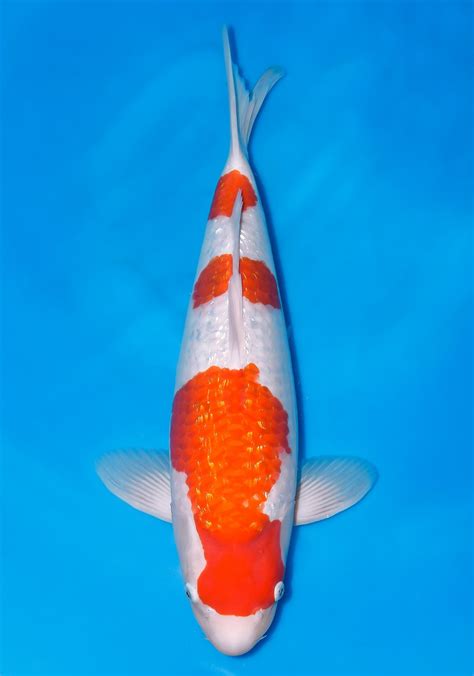 Buy Ginrin Japanese Koi fish online in India