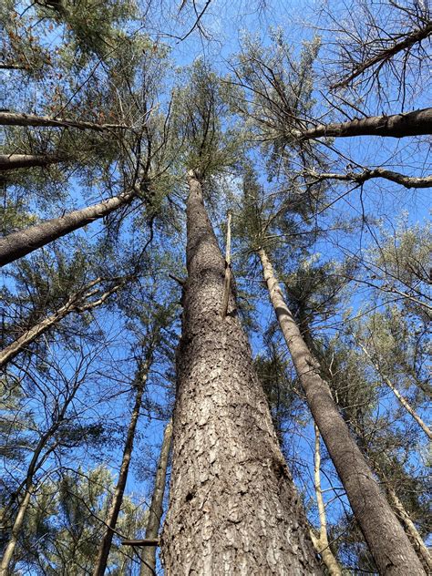 Pretty sure this is an eastern white pine but just wanna double check to be safe. Vermonts the ...