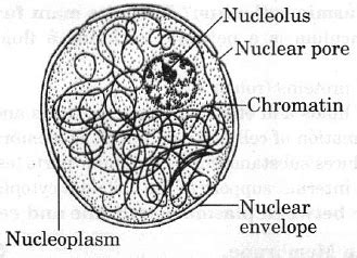 Class 9 Science Chapter 5 Question Answers - The Fundamental Unit of Life