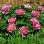 Image result for Pink Peonies Flowers