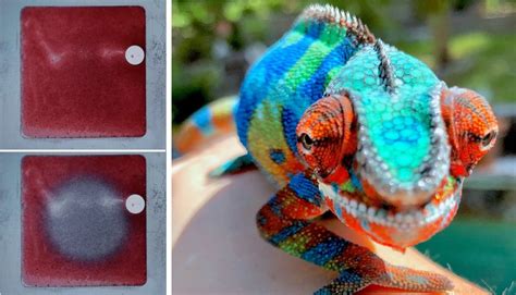 This Artificial Skin Can Help You Change Your Skin Color Like A ...