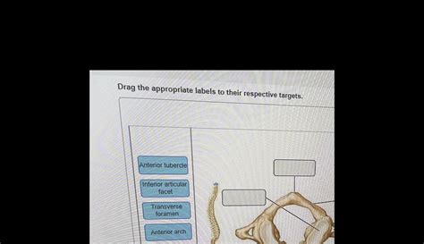 [ANSWERED] Drag the appropriate labels to their respective targets - Kunduz