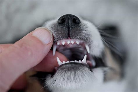 Are Dogs Born With Teeth? What Every New Puppy Owner Should Know