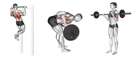 Pull Arm Exercises 的图像结果