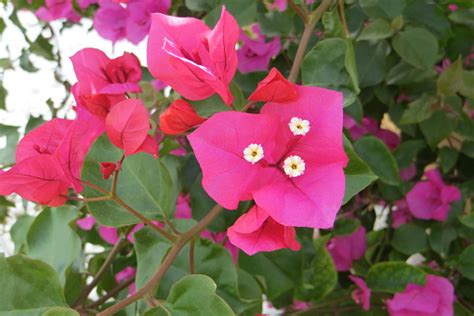 Image result for Pretty JSON HTML