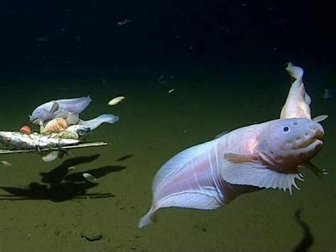 Check out the deepest-swimming fish ever caught on camera : NPR