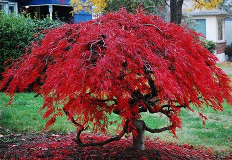 What Are This Year's Best-selling Plants? - My Weekly