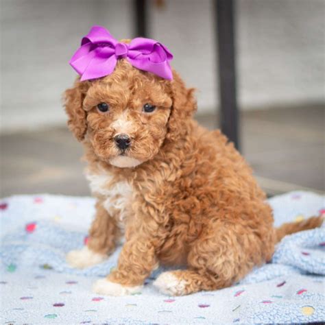 Image result for Cute Cockapoo Puppies