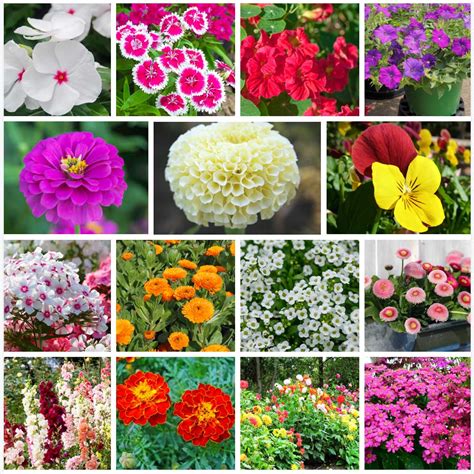 Buy Set of 15 Best Flower Seeds For Winter Season Online