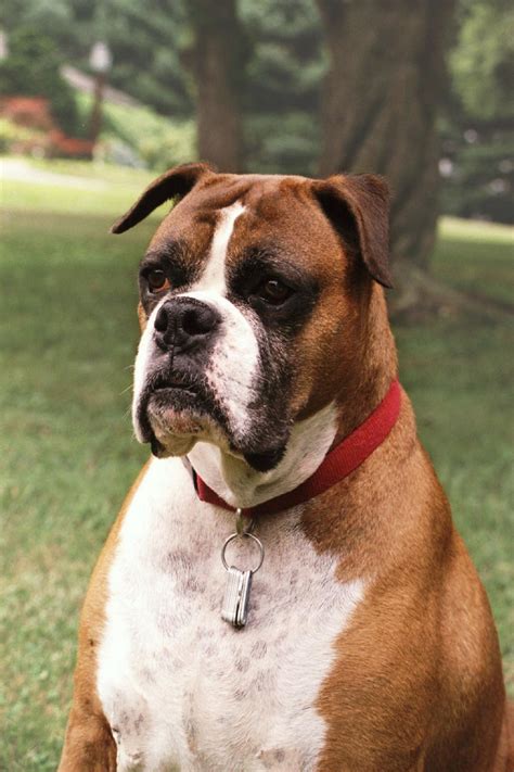 Free Images : white, animal, canine, pet, portrait, brown, boxer ...