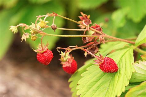 Wild Strawberry Plants Buy Wild Strawberry Plants, Fragaria Vesca,