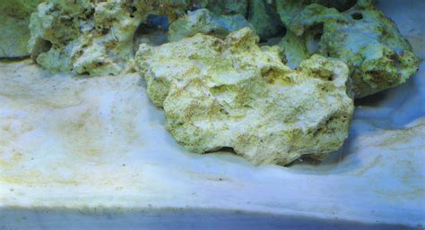 Dinoflagellen oder Cyanos oder einfach nur Dreck? - Meerwasser ...