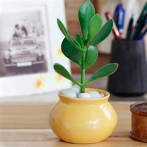 Ugaoo Handi Ceramic Pot (Yellow) : Amazon.in: Garden & Outdoors