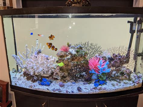 Nemo Fish Tank