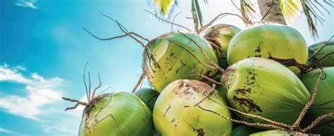 Home | O...Cocokaka | Coconut Milk With Fruit Pulp