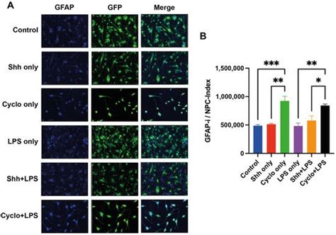 The Sonic Hedgehog Pathway Modulates Survival, Proliferation, and ...