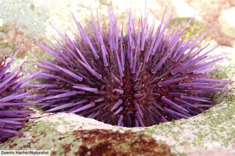 Echinoderms Examples 的图像结果