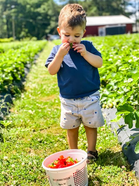 Strawberry Picking in North Carolina | My Practical Guide - NC Eat & Play