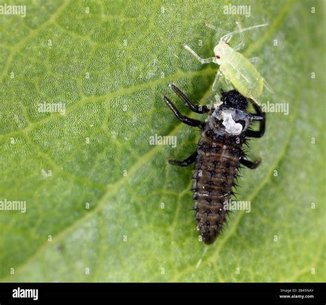 Ladybug, larva eating aphid. Biological protection of plants against ...
