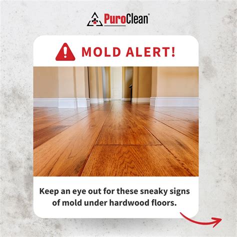 Popular Mold On Hardwood Floor For Every Space