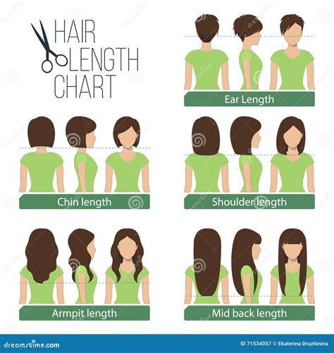 Hair length chart stock vector. Illustration of back - 71534057