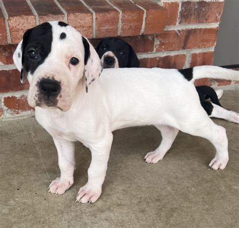 Great Dane Merle Mantle