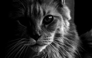 Maine coon 4k ultra hd 16:10 wallpapers hd, desktop backgrounds ...