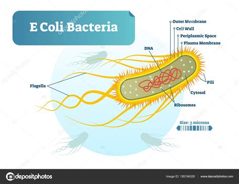 E Coli bacteria micro biological vector illustration cross section labeled diagram. Medical ...