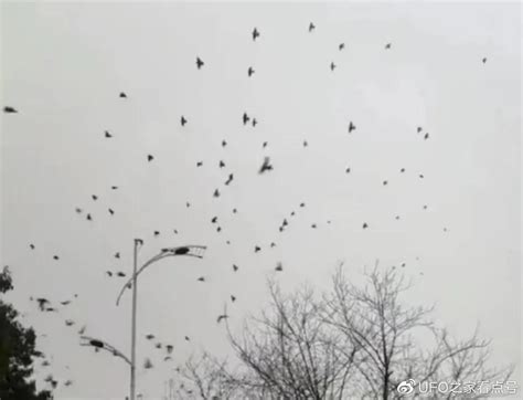 全国多地：多个城市现大量鸟群，是不是大地震前兆？其实是好事情