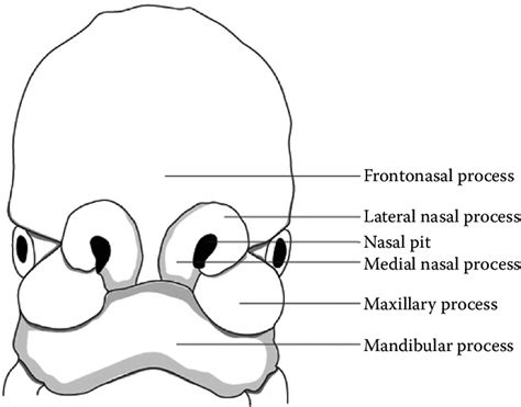 Image result for Embryo Face Formation