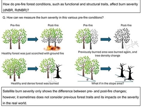 Examining the Impacts of Pre-Fire Forest Conditions on Burn Severity ...