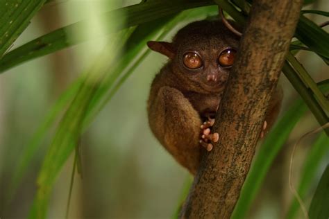 10 wild animals that live in Borneo - Miry Giramondo