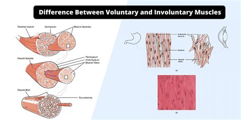 Voluntary and Involuntary Muscles Archives - Biology Notes Online