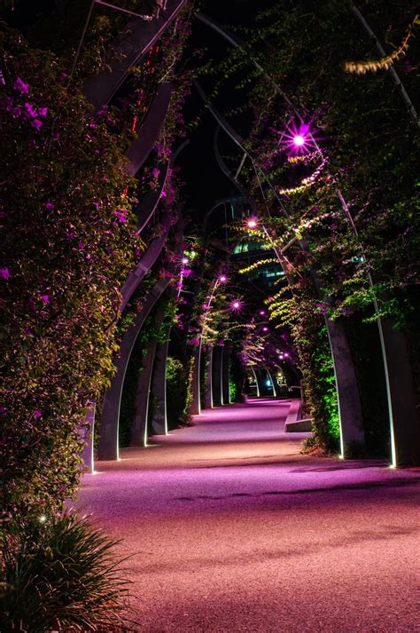 Free Images : tree, water, light, night, flower, city, walkway, travel ...